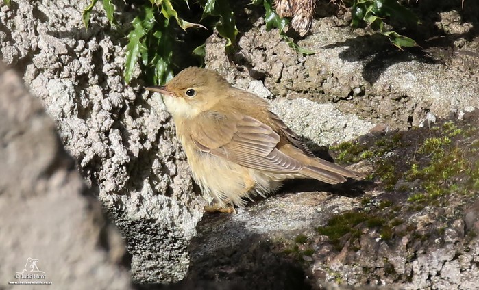 Marsh Warbler