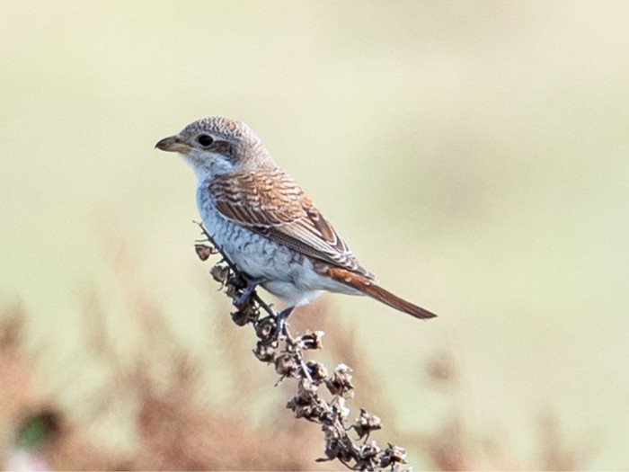 Red-backed Shrike