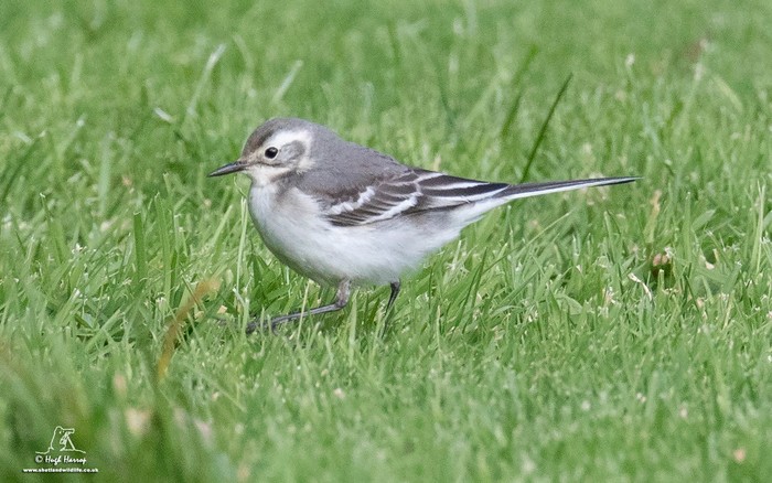 Citrine Wagtail