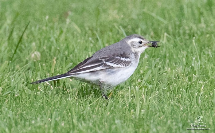 Citrine Wagtail