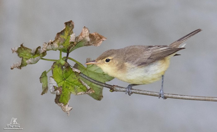 Melodious Warbler