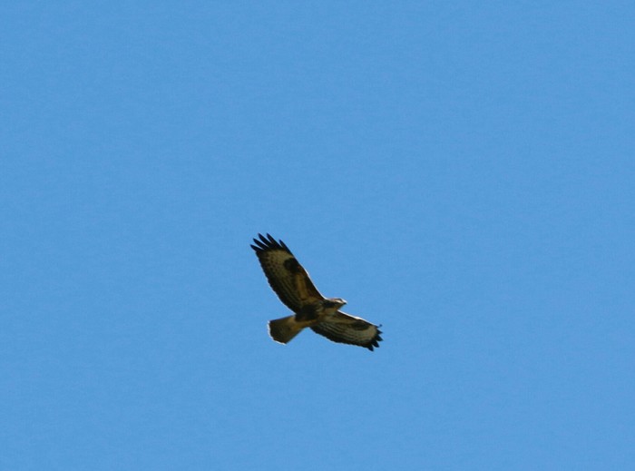 Common Buzzard