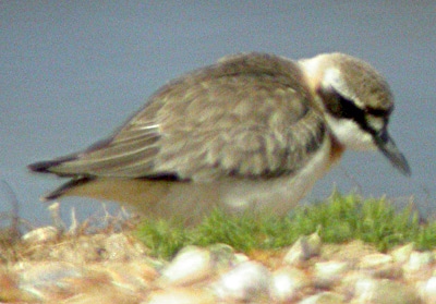 Greater Sand Plover