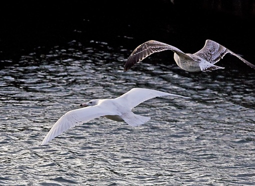 Glaucous Gull