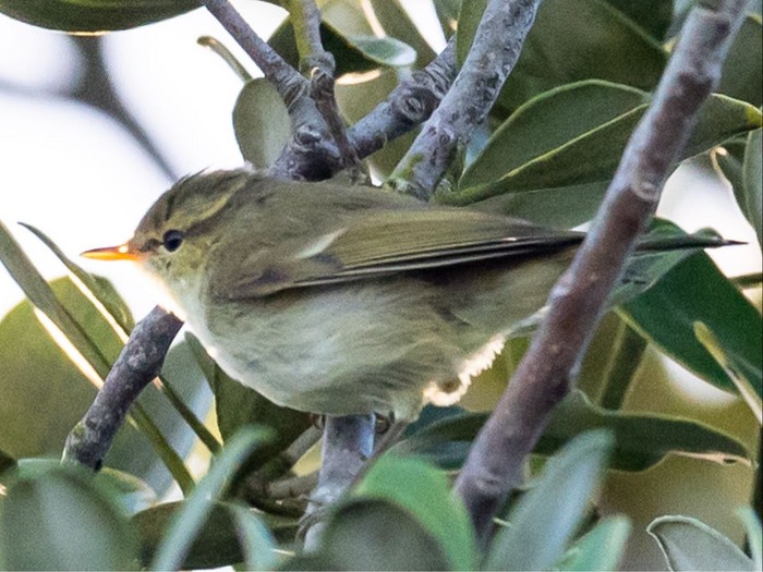 Greenish Warbler
