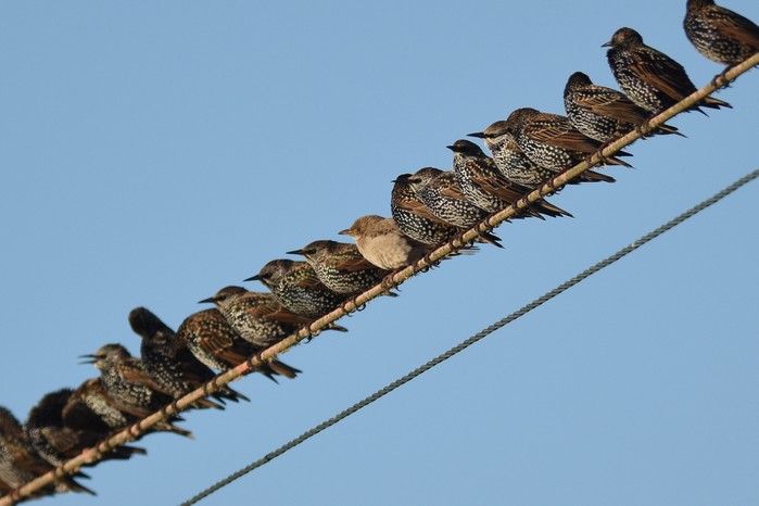 Rose-coloured Starling