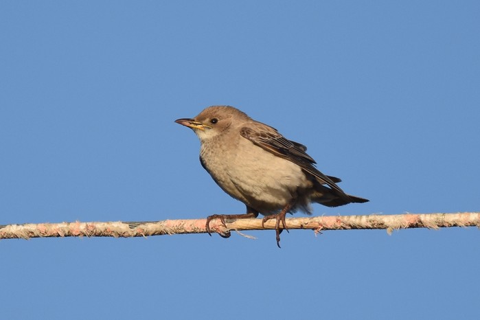 Rose-coloured Starling