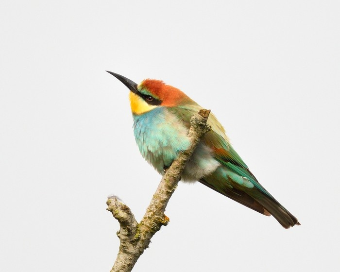 Bee-eater