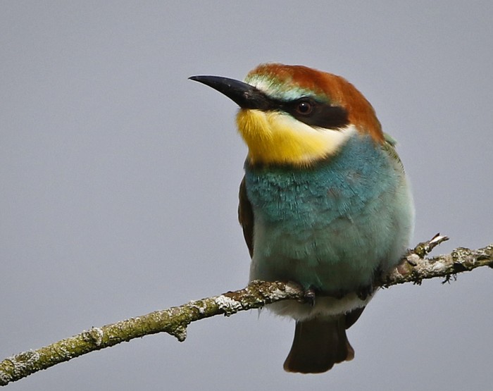 Bee-eater