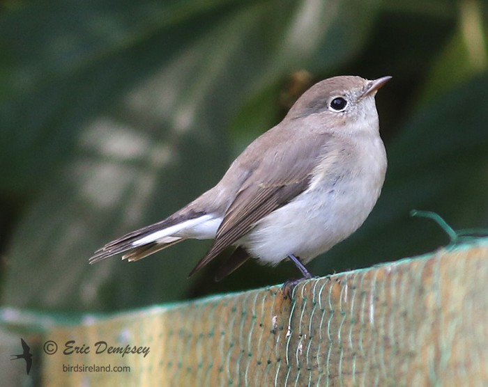 Red-breasted Flycatcher