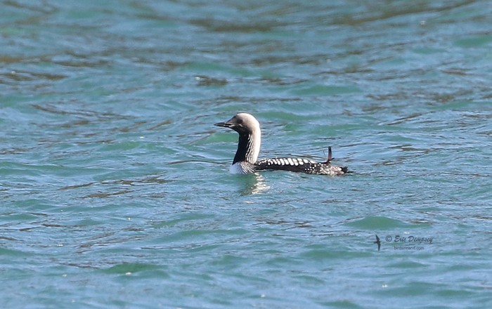 Pacific Diver