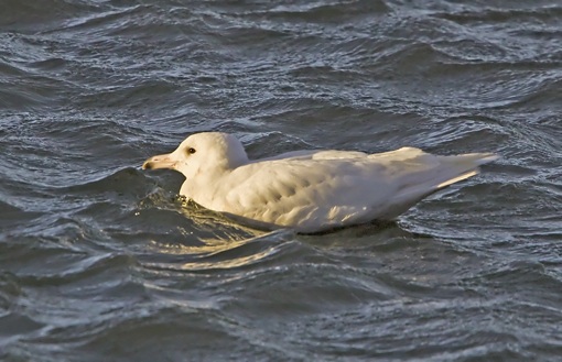 Glaucous Gull