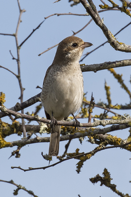 Red-backed Shrike