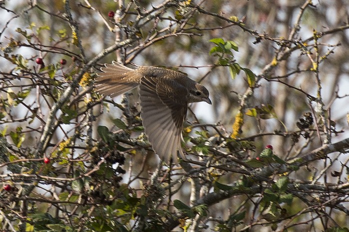 Red-backed Shrike