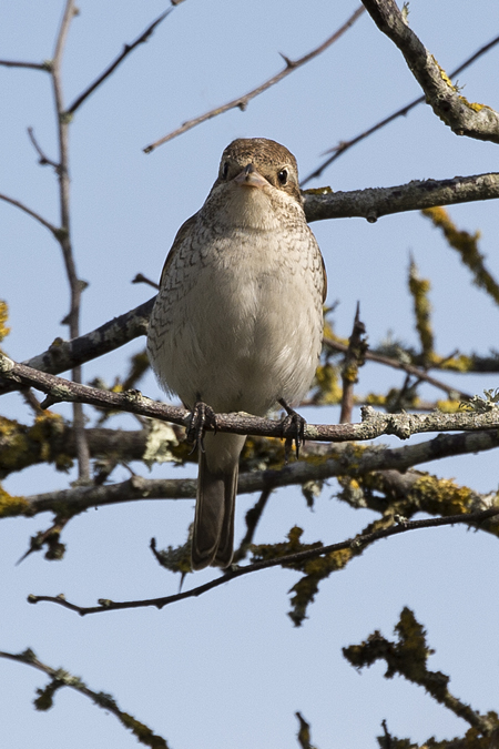 Red-backed Shrike