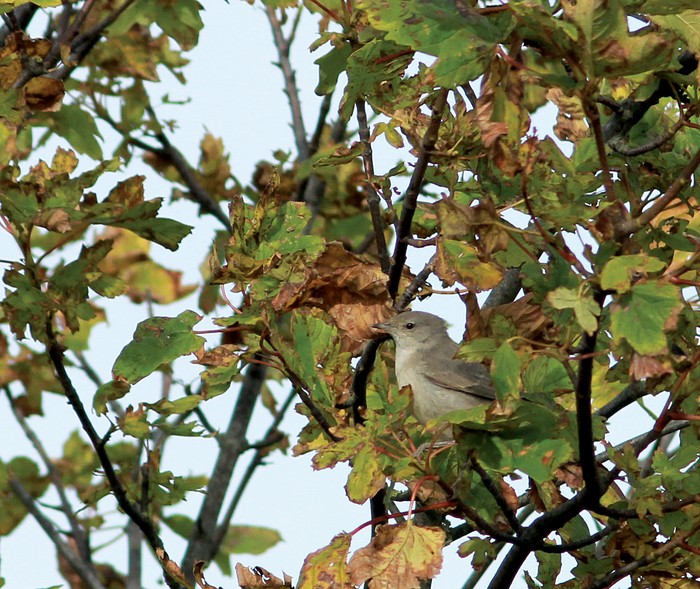 Barred Warbler