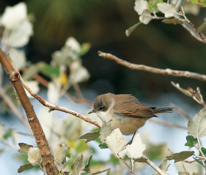 Lesser Whitethroat