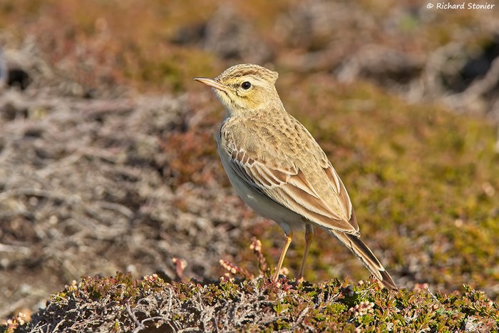 Tawny Pipit
