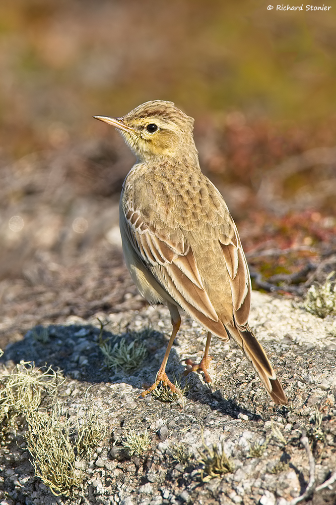 Tawny Pipit
