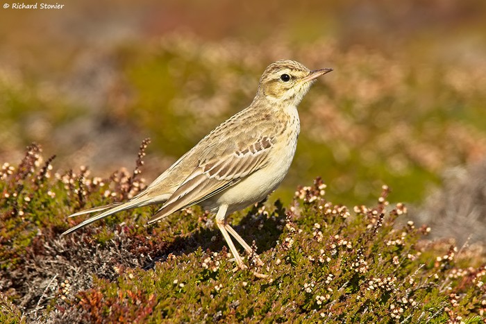 Tawny Pipit