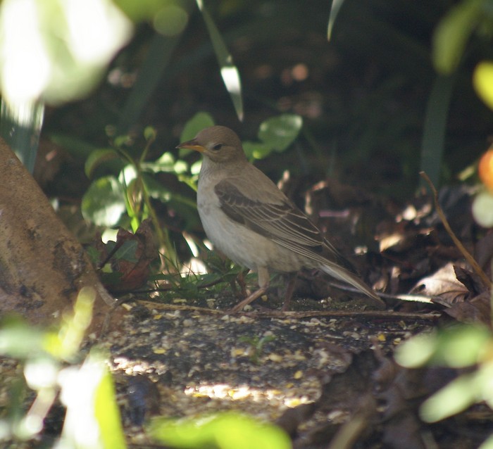 Rose-coloured Starling