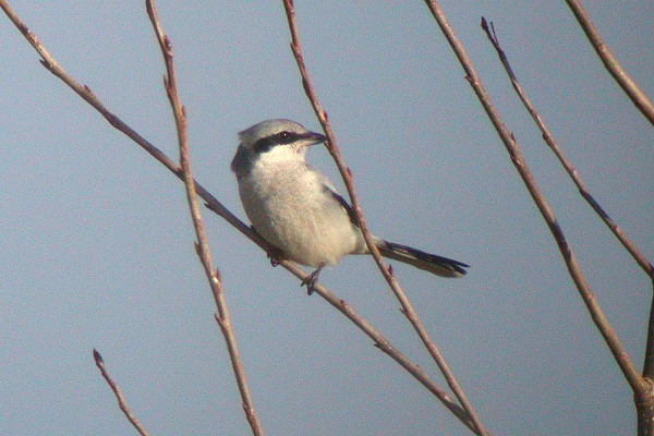 Great Grey Shrike