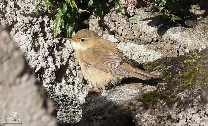Marsh Warbler