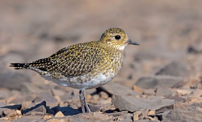 Golden Plover