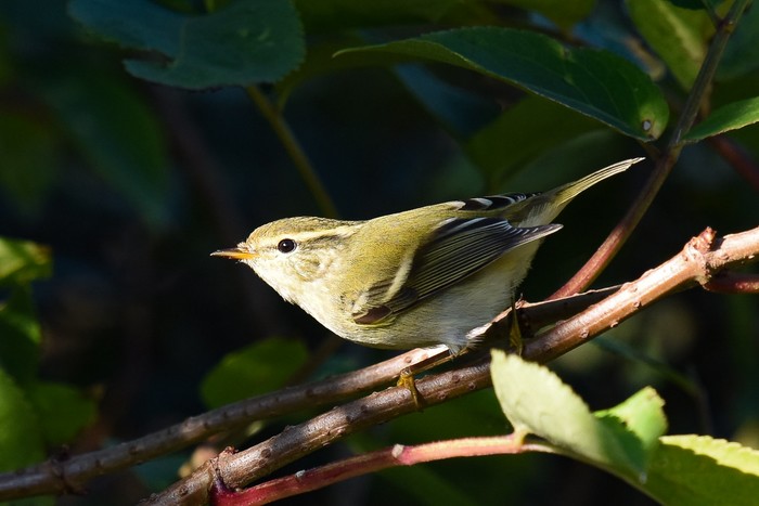 Yellow-browed Warbler