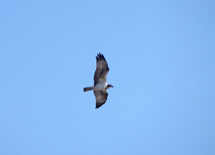 Osprey