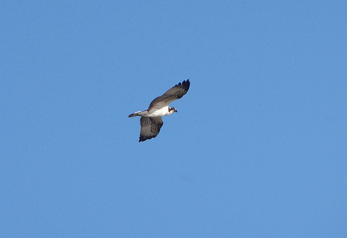 Osprey