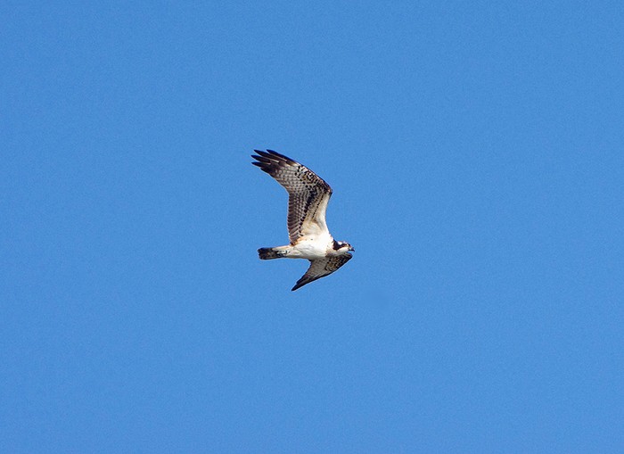 osprey