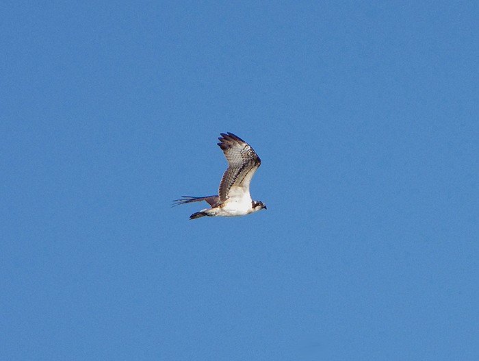 Osprey