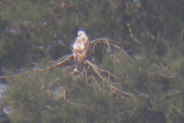 Rough-legged Buzzard