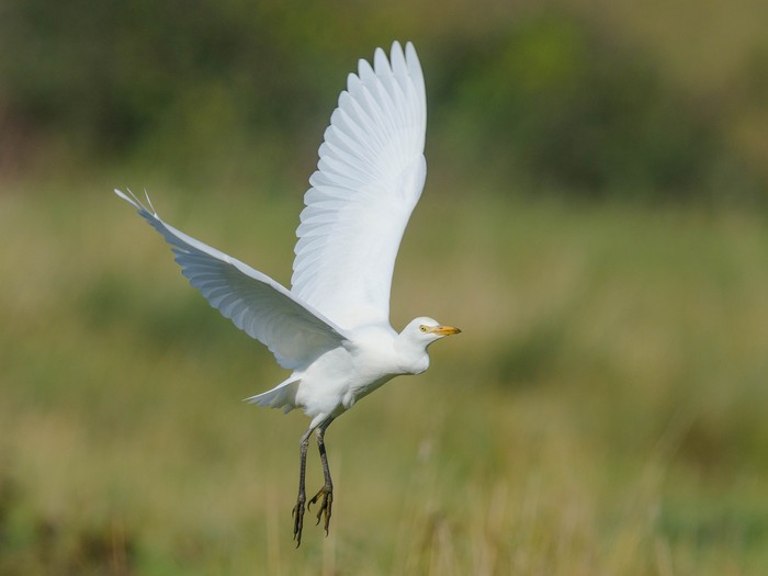 Cattle Egret