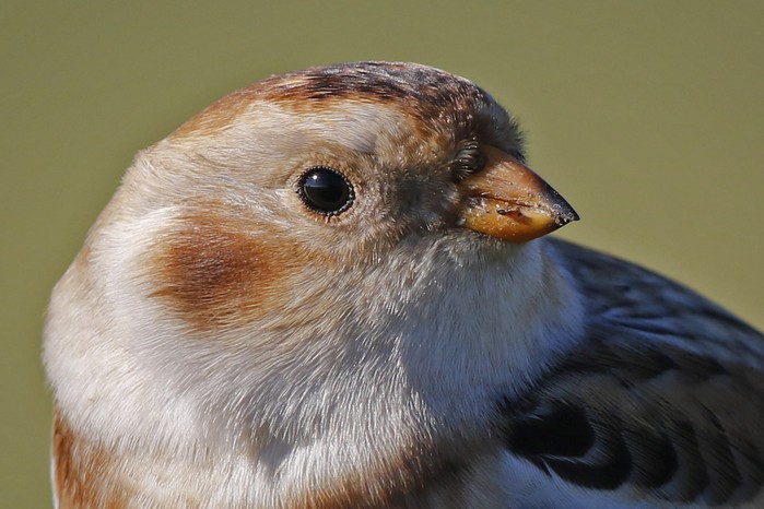 Snow Bunting