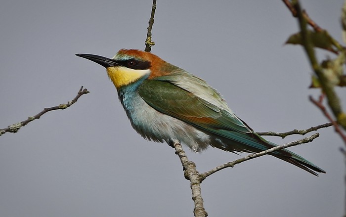 Bee-eater