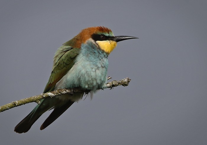 Bee-eater