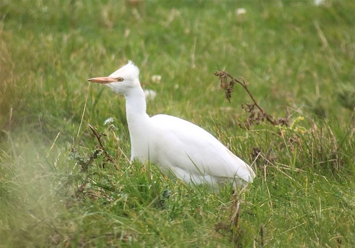 Cattle Egret