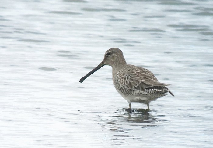 Long-billed Dowitcher