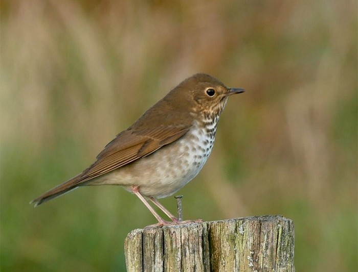 Swainson's Thrush