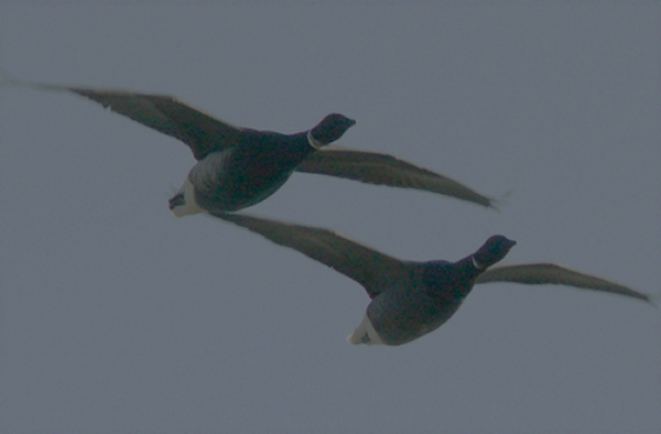 Black Brant