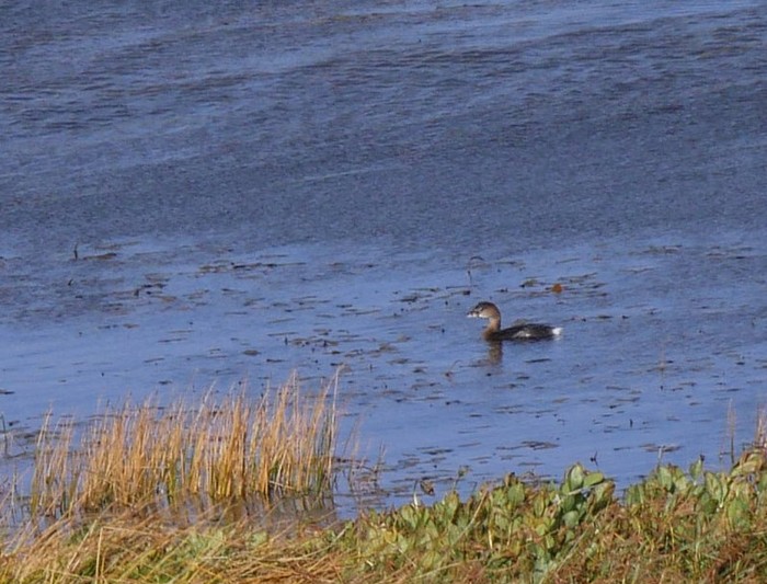 Pied-billed Grebe