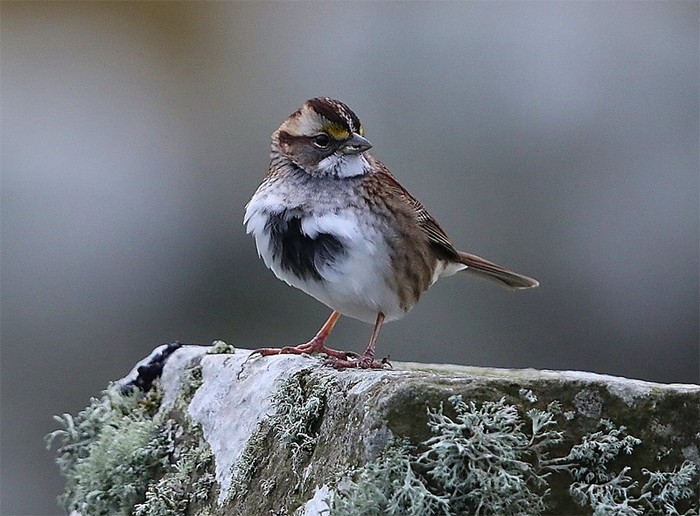 White-throated Sparrow