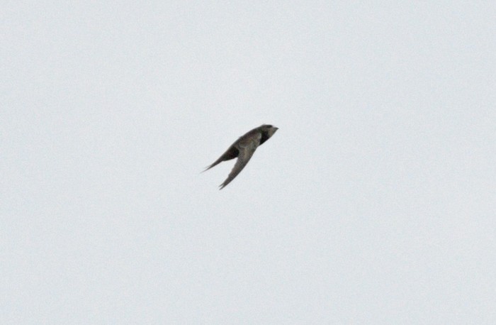 Pallid Swift