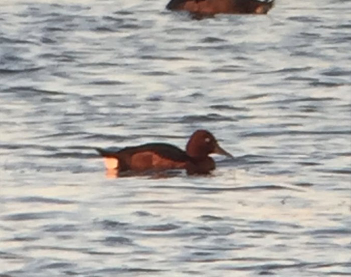 Ferruginous Duck