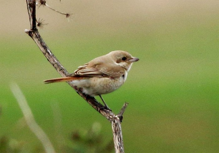 Isabelline Shrike