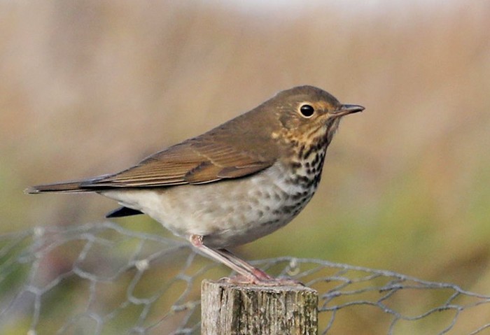 Swainson's Thrush