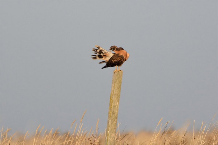 Pallid Harrier