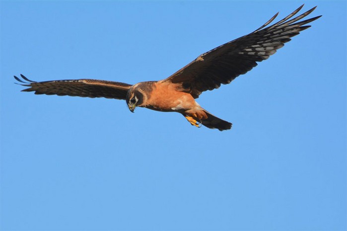 Pallid Harrier